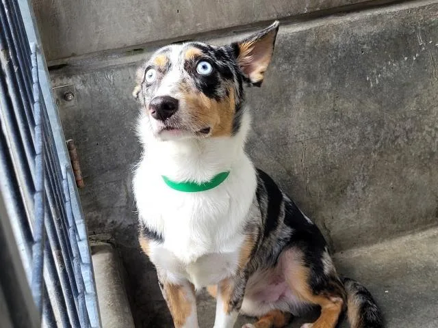 A young medium-sized male Australian Shepherd dog named Ray for adoption in San Pedro, CA