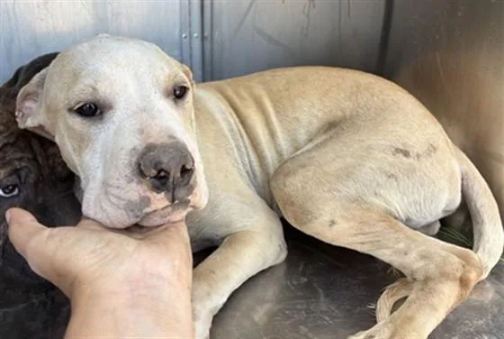 A baby large-sized male Pit Bull Terrier dog named Dough for adoption in Mesa, AZ