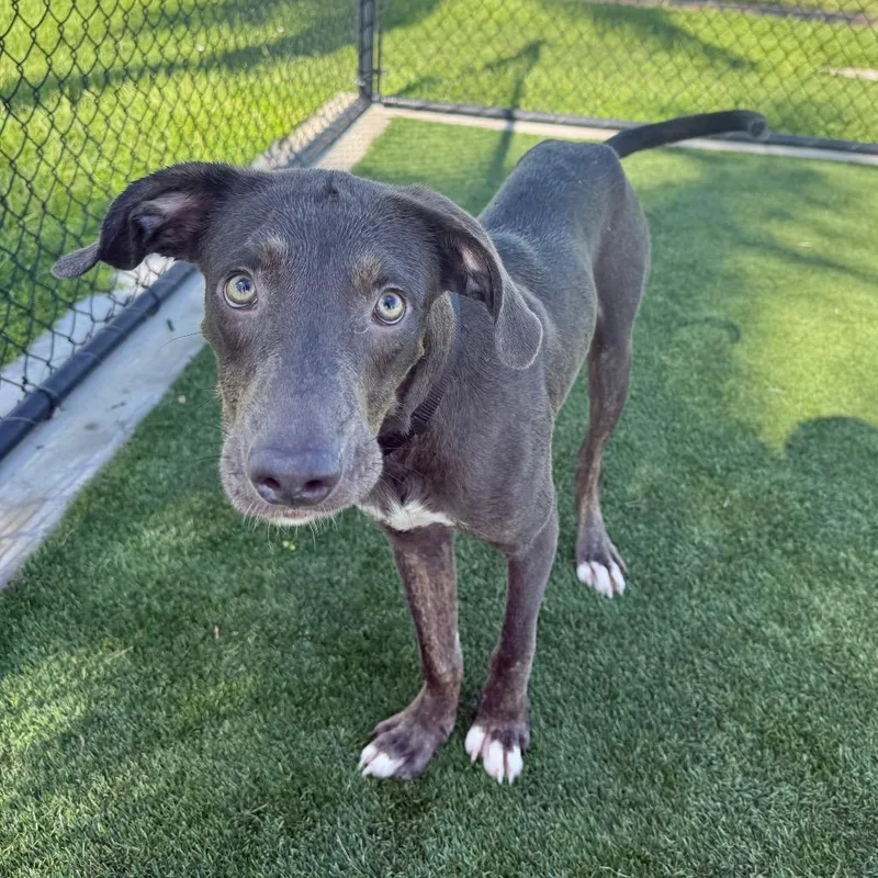 An adult medium-sized male Mixed Breed dog named Brian for adoption in Bradenton, FL