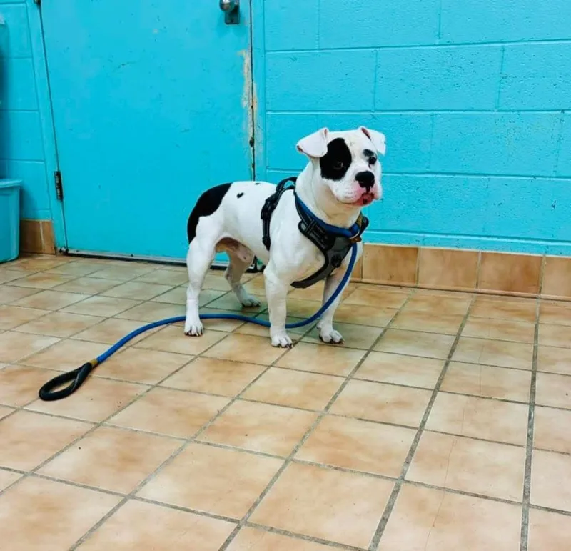 Tyson