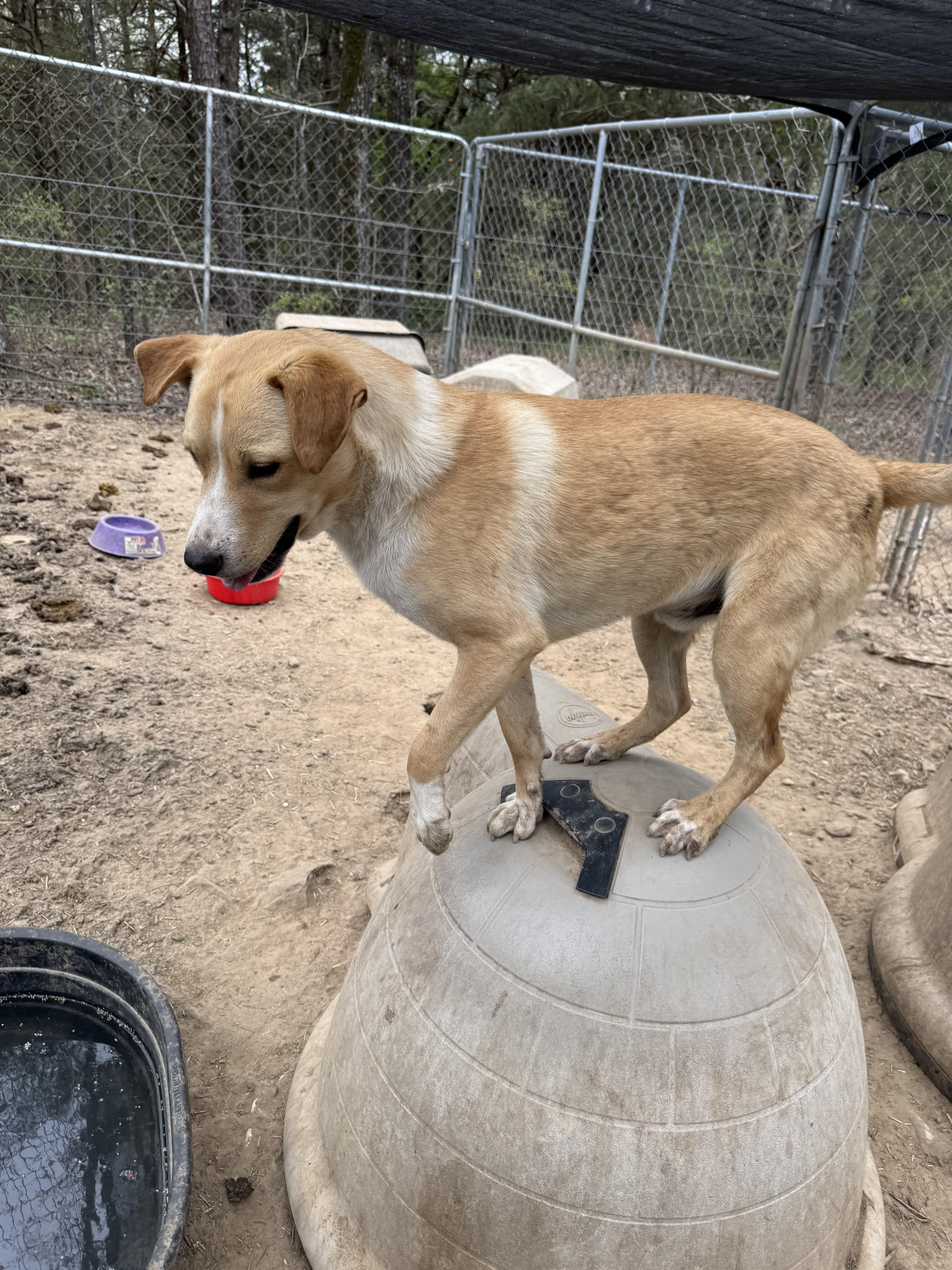A young large-sized male Australian Shepherd dog named Cooper for adoption in Welling, OK