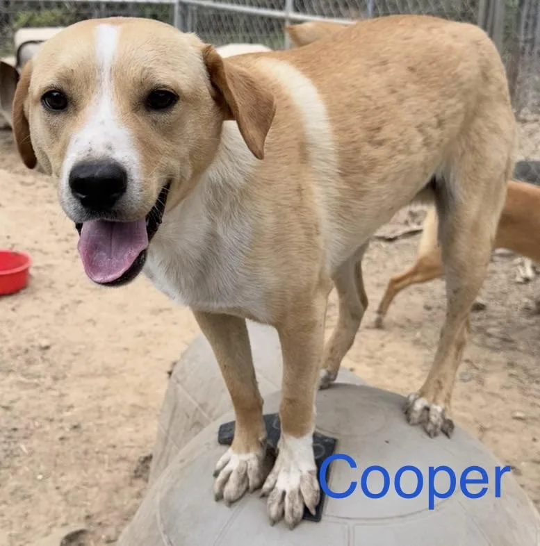 Cooper thumbnail 3