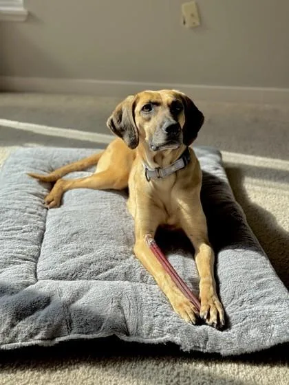 A young medium-sized female Mixed Breed dog named Holly for adoption in Seattle, WA