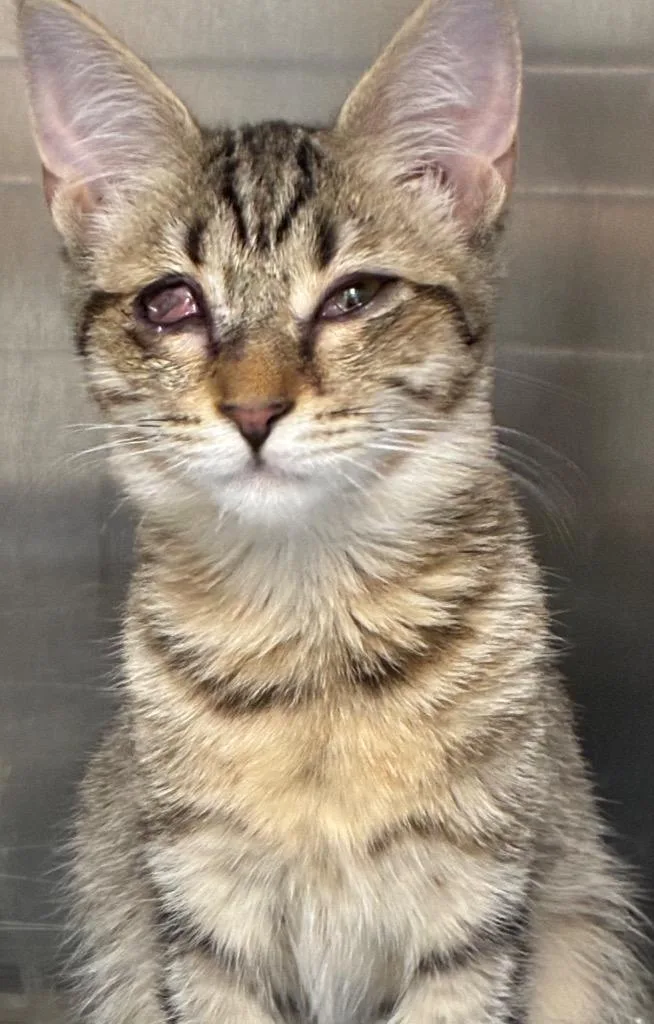 A baby small-sized female Domestic Short Hair cat named Darla for adoption in Hartsville, SC