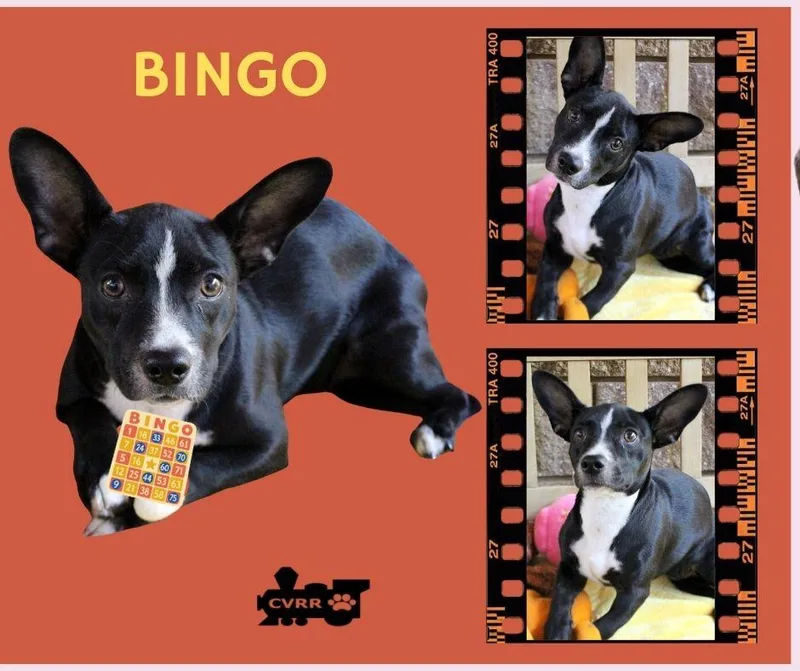 A baby small-sized female Boston Terrier dog named Bingo for adoption in LINDSAY, CA