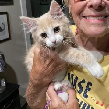 A baby small-sized female Orange / Red Domestic Medium Hair cat named Lola for adoption in Winston Salem, NC