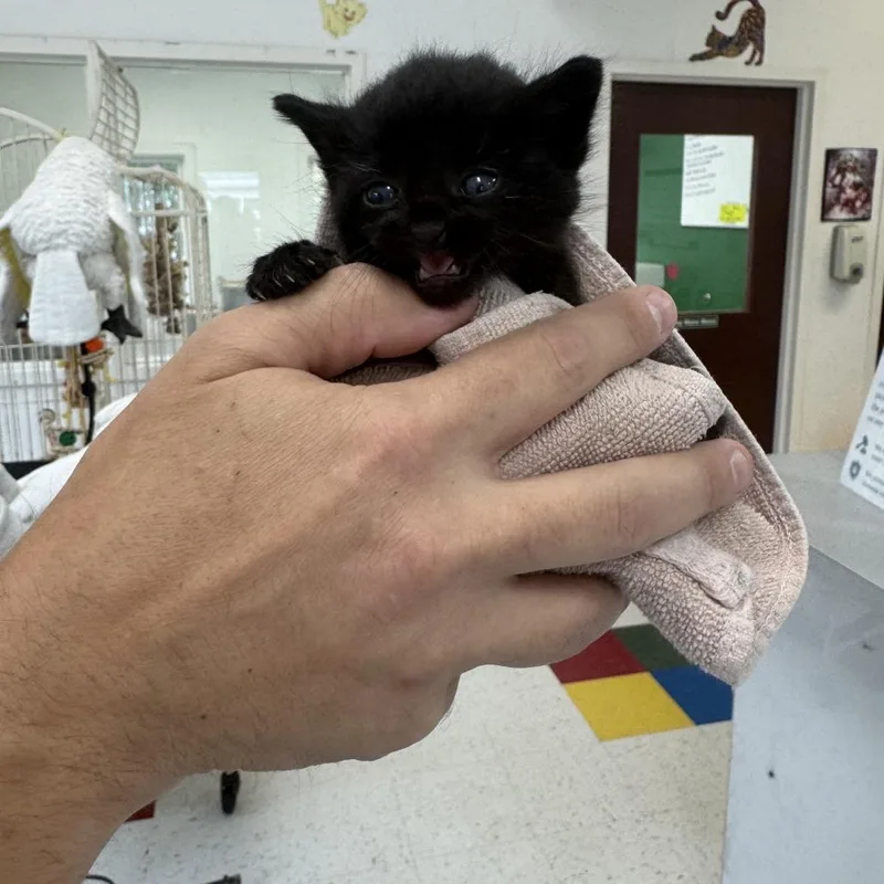 A baby small-sized female Black Domestic Short Hair cat named Danica Patrick for adoption in Lynchburg, VA