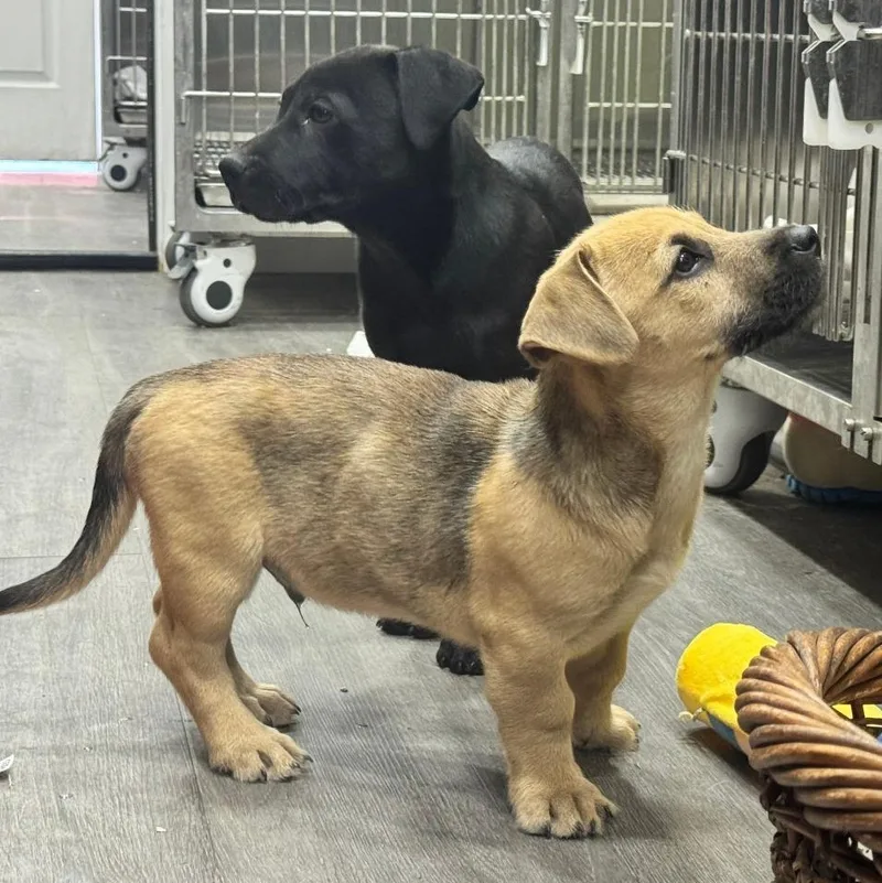 A young medium-sized male Brown / Chocolate Terrier dog named Tootsie Roll for adoption in CORPUS CHRISTI, TX