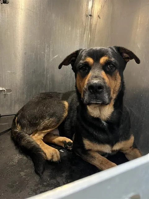 A young large-sized male Rottweiler dog named A for adoption in San Antonio, TX
