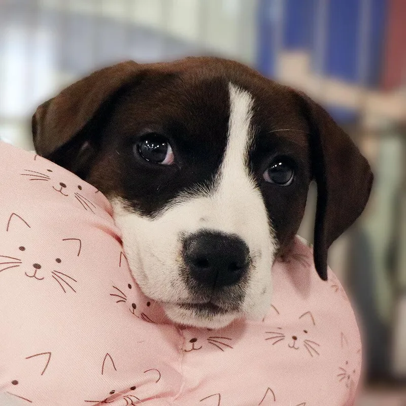 A baby small-sized female Mixed Breed dog named Nori for adoption in Port Washington, NY