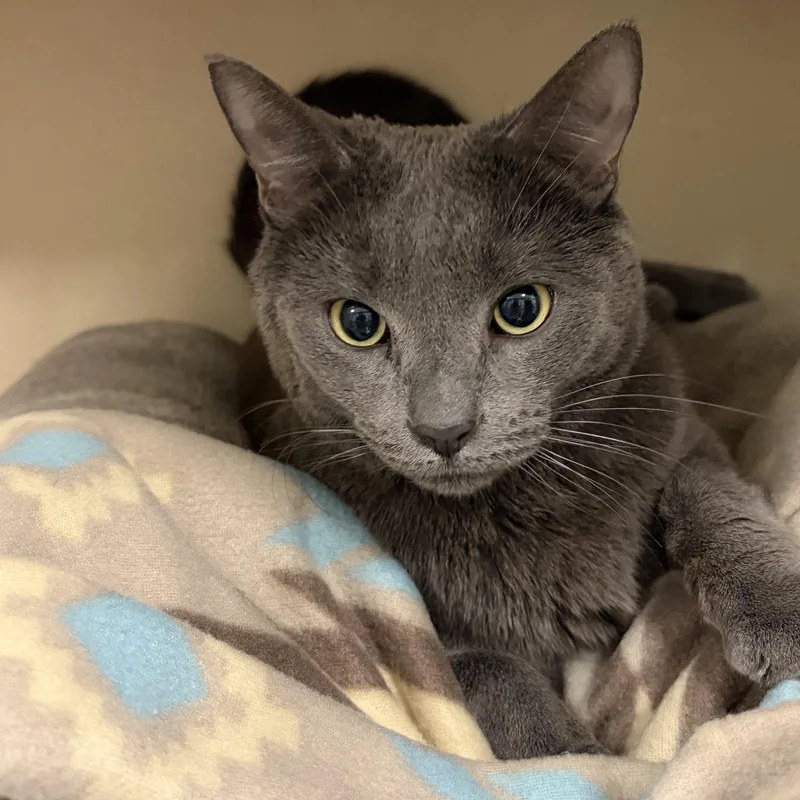 An adult medium-sized male Smoke Domestic Short Hair cat named Arti for adoption in Gardner, MA
