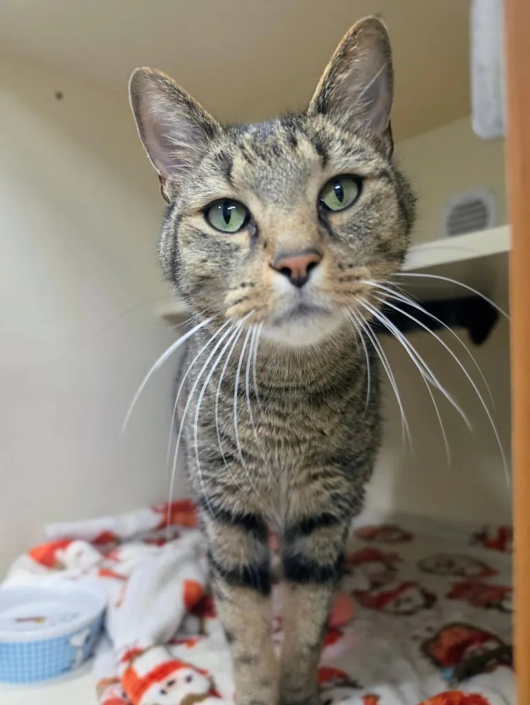 An adult medium-sized male Domestic Short Hair cat named Murchik for adoption in Bloomington, IN