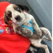 A baby small-sized female White / Cream Australian Shepherd dog named Roo for adoption in Charlottesville, VA