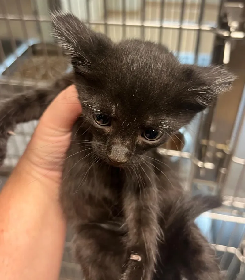 A baby small-sized female Domestic Short Hair cat named Thai for adoption in Nacogdoches, TX