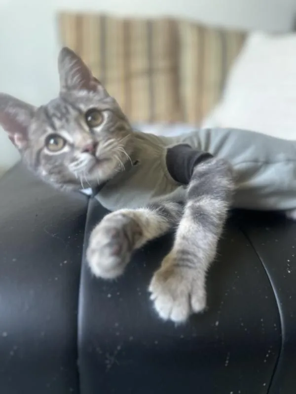 A baby small-sized male Tabby (Gray / Blue / Silver) Domestic Short Hair cat named Luke for adoption in Kenosha, WI