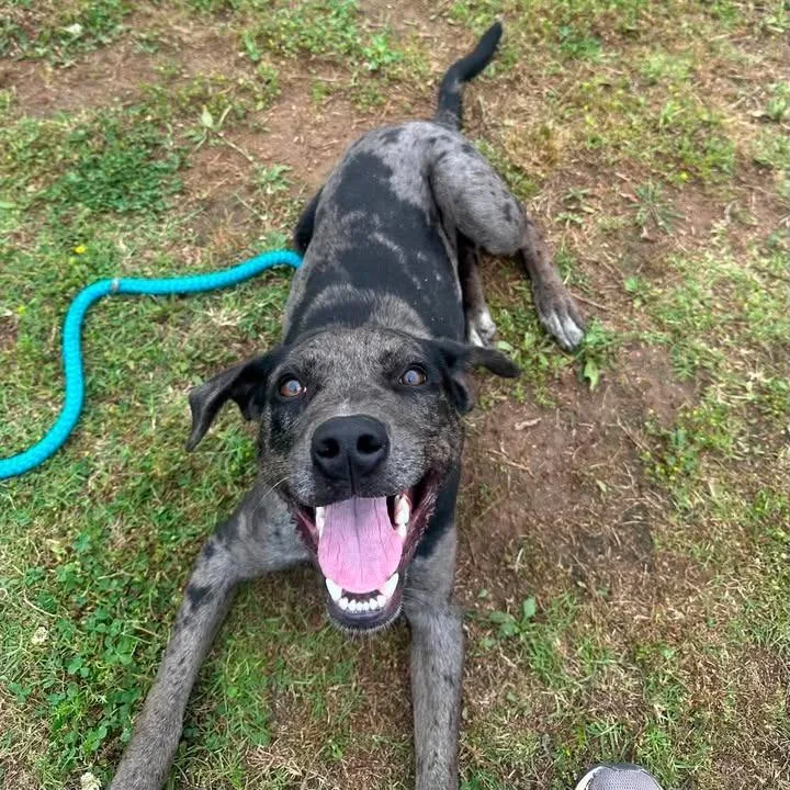 A baby medium-sized male Catahoula Leopard Dog dog named Dapple for adoption in Springdale, AR