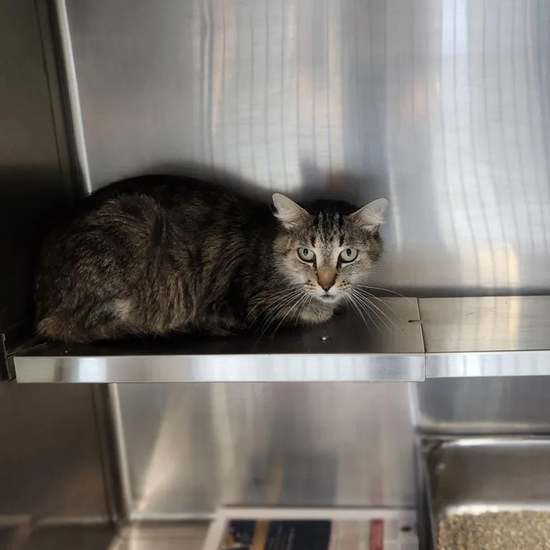 A senior small-sized female Domestic Long Hair cat named Marble for adoption in Brockton, MA