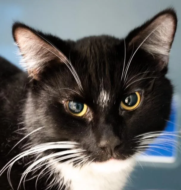 A young medium-sized male Domestic Short Hair cat named Batman for adoption in Boston, MA