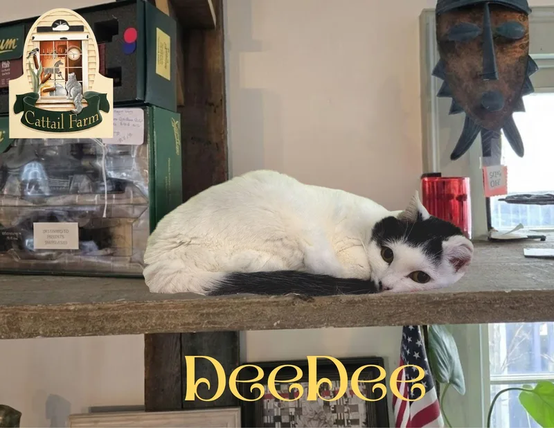 Deedee thumbnail 3