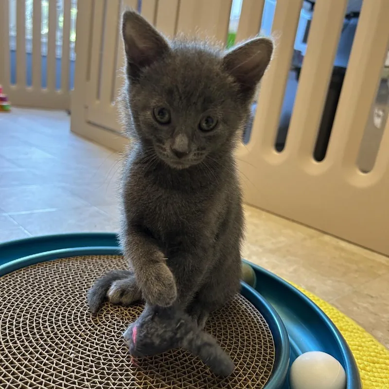 A baby small-sized female Gray / Blue / Silver Domestic Short Hair cat named Bramble for adoption in Bel Air, MD