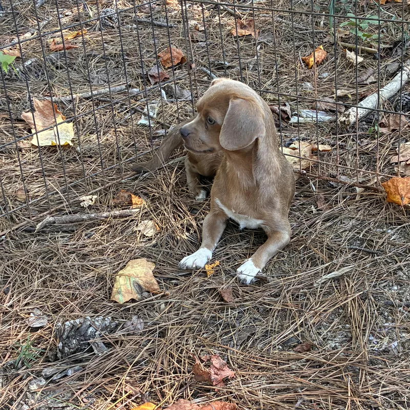 An adult small-sized male Gray / Blue / Silver Chiweenie dog named Theo for adoption in Rock Hill, SC