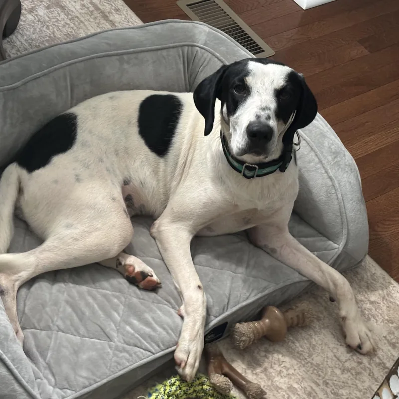 An adult large-sized female Hound dog named Sadie for adoption in Columbia, SC