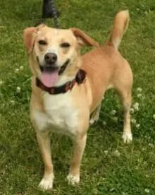 An adult medium-sized male Mixed Breed dog named Leo for adoption in Kansas City, MO