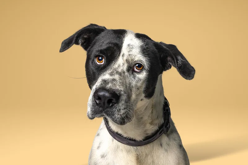 An adult large-sized male Australian Cattle Dog / Blue Heeler dog named Archie for adoption in Tyler, TX