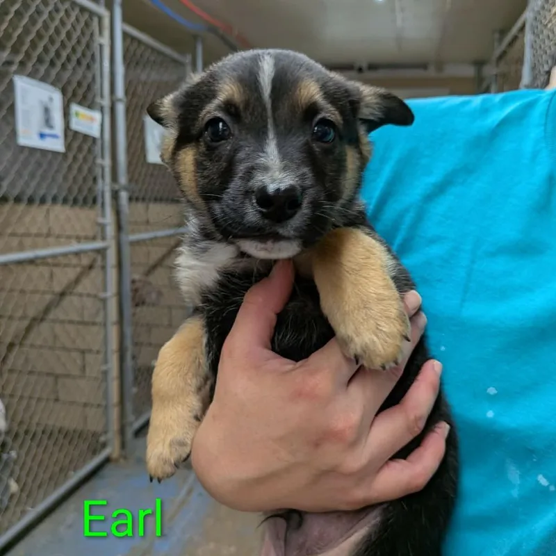 A baby small-sized male Brown / Chocolate German Shepherd Dog dog named Earl for adoption in Greenville, PA