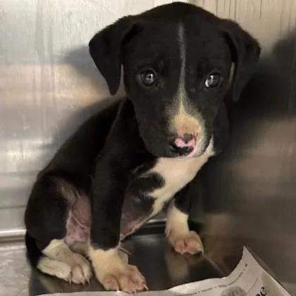 A baby medium-sized male Mixed Breed dog named K.k. Slider for adoption in West Chester, PA