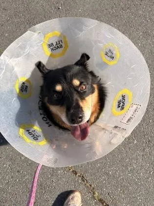 An adult medium-sized male Shepherd dog named Maki for adoption in Seattle, WA