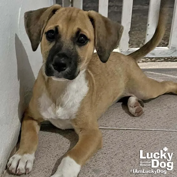 A baby large-sized female Labrador Retriever dog named Dora for adoption in Washington, DC