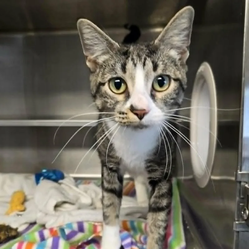 A young medium-sized female Tabby (Brown / Chocolate) Domestic Short Hair cat named Nola for adoption in Watertown, WI