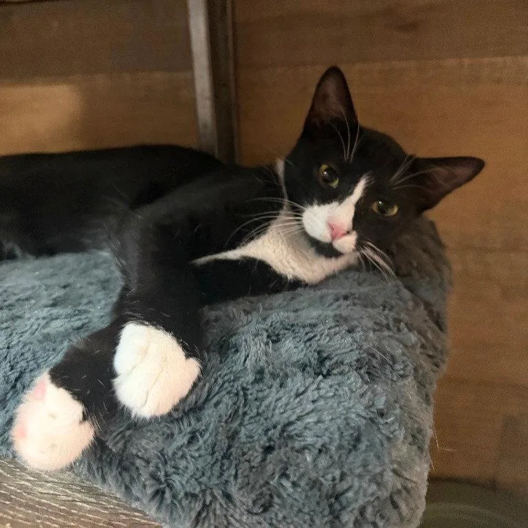 A young medium-sized male Black & White / Tuxedo Domestic Short Hair cat named Mandible for adoption in Brooklyn, NY