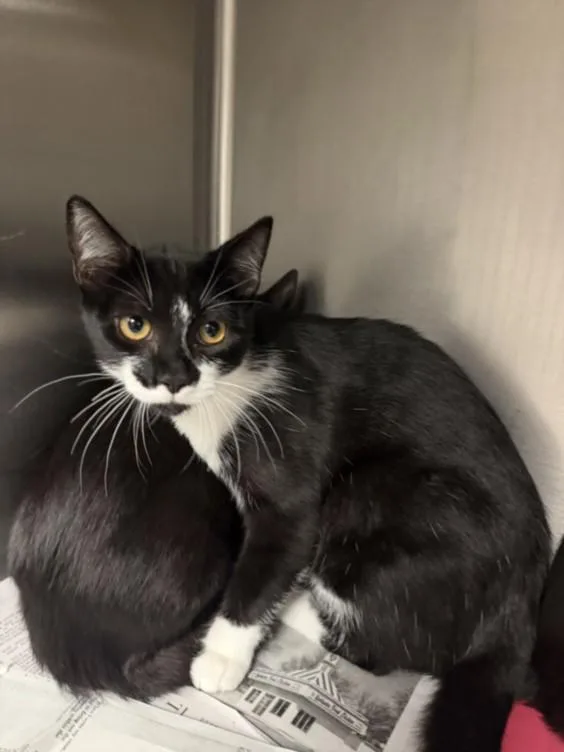 A young small-sized female Domestic Short Hair cat named Josie for adoption in Van Nuys, CA