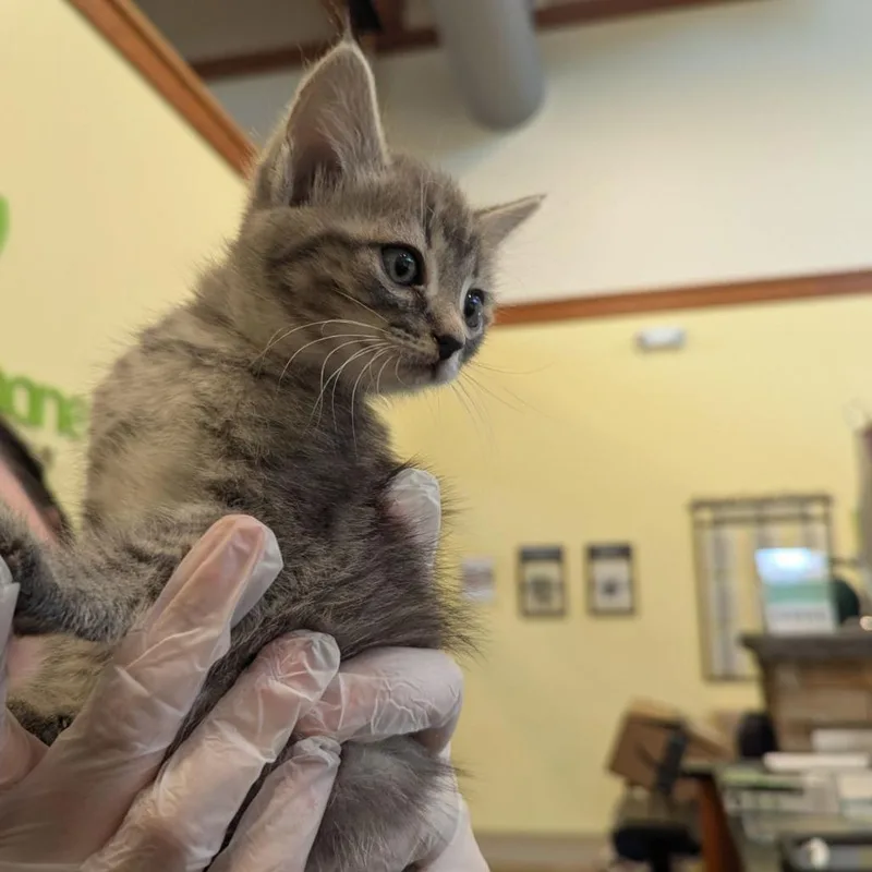 A baby small-sized female Gray / Blue / Silver Domestic Short Hair cat named Elena for adoption in Lynchburg, VA