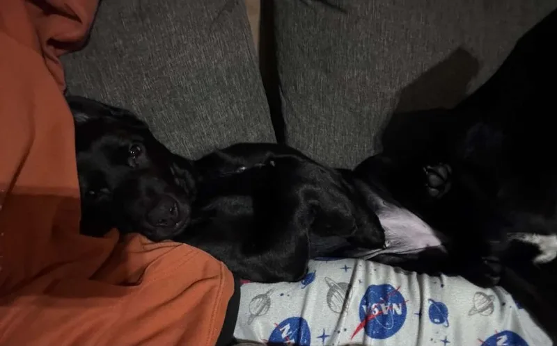 A baby large-sized female Labrador Retriever dog named Tot for adoption in Mauston, WI