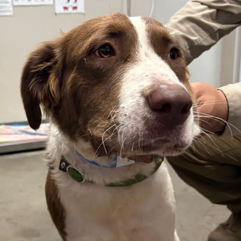 An adult medium-sized male Brown / Chocolate Mixed Breed dog named Jethro for adoption in Yuma, AZ