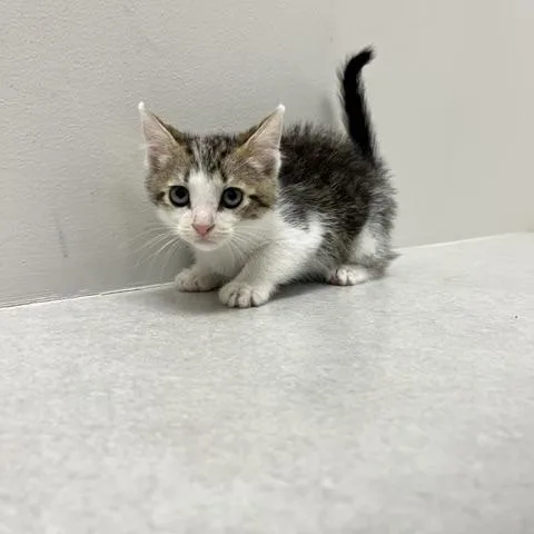 A baby medium-sized female Tabby (Brown / Chocolate) Domestic Short Hair cat named Lightning for adoption in St. John, IN