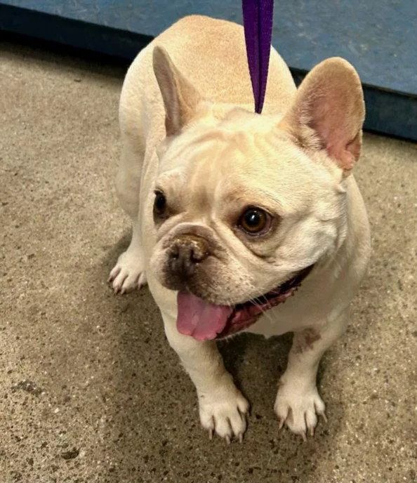 An adult small-sized female French Bulldog dog named Opal for adoption in Woodland, CA