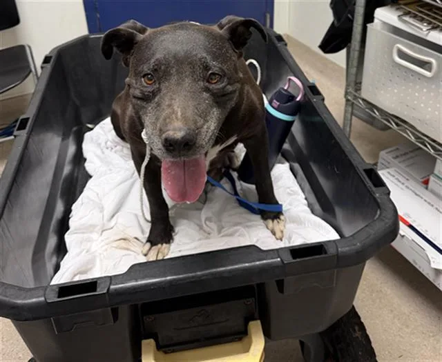 An adult large-sized female Pit Bull Terrier dog named Fergie for adoption in Bakersfield, CA