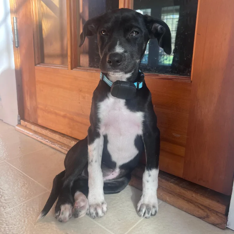 A baby medium-sized female Black Mixed Breed dog named Maggie for adoption in Baldwin, MD