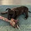 A baby small-sized male Black Mixed Breed dog named Rocky for adoption in Frederiksted, VI