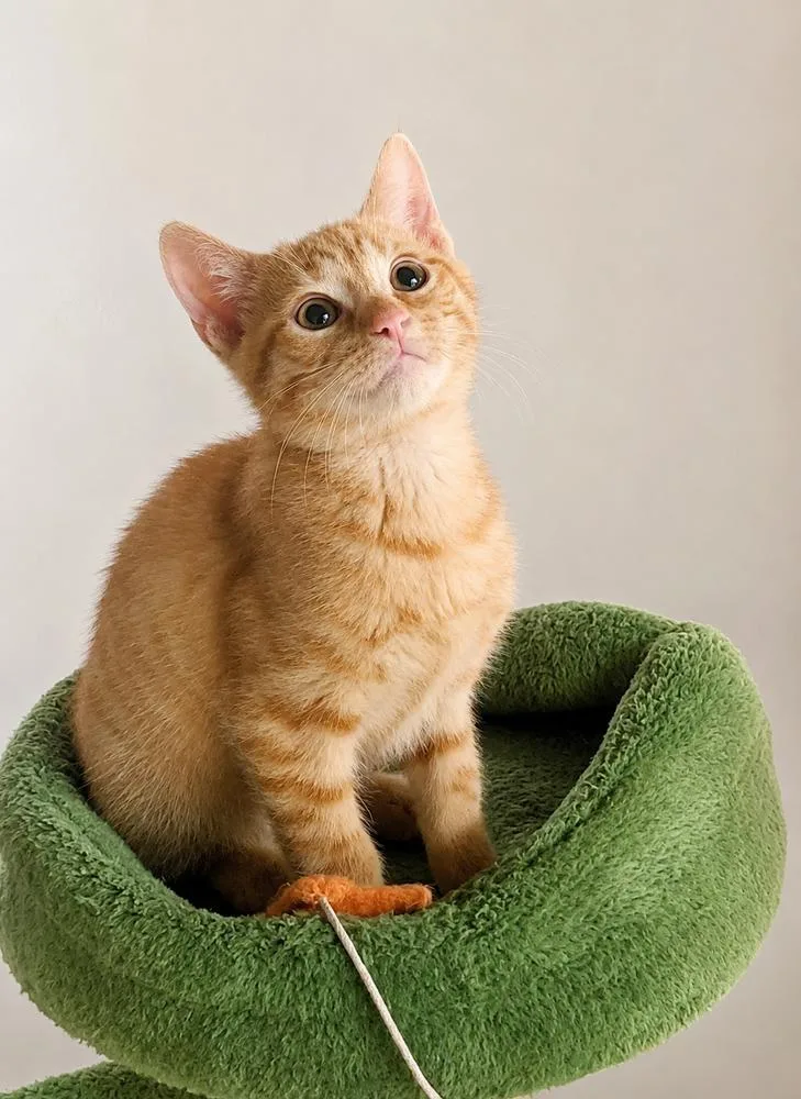 A baby small-sized male Tabby (Orange / Red) Domestic Short Hair cat named Buffalo for adoption in Homer Glen, IL