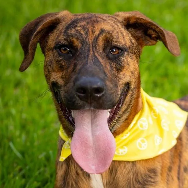 A young large-sized male Brindle Plott Hound dog named Moose for adoption in Liverpool, TX