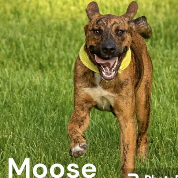 Moose thumbnail 6