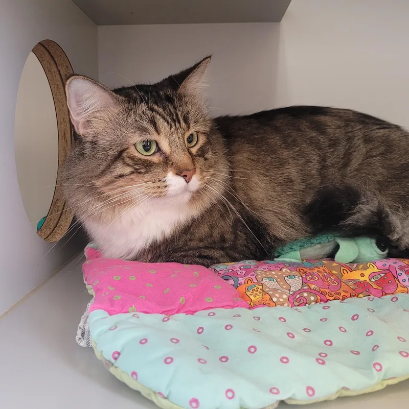Merlin