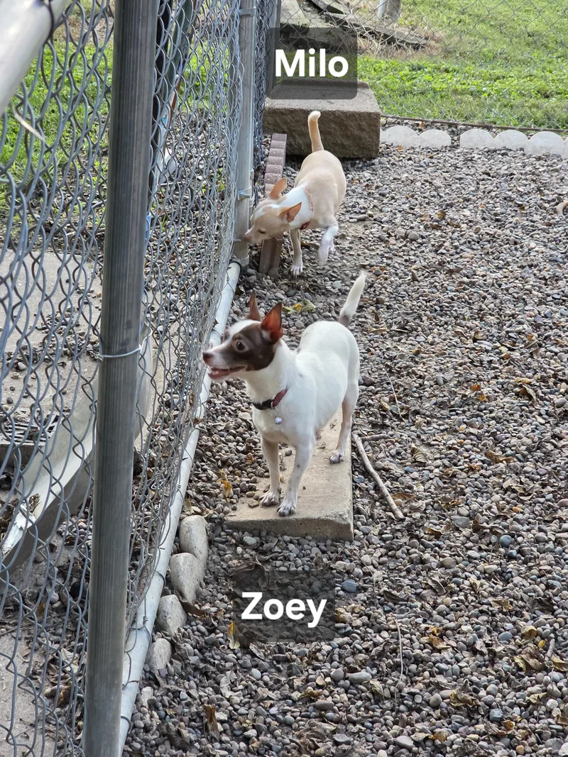 An adult small-sized female Bicolor Chihuahua dog named Zoey for adoption in Wever, IA