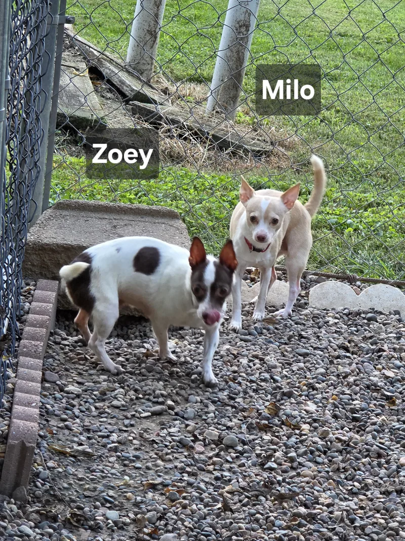 Zoey thumbnail 2