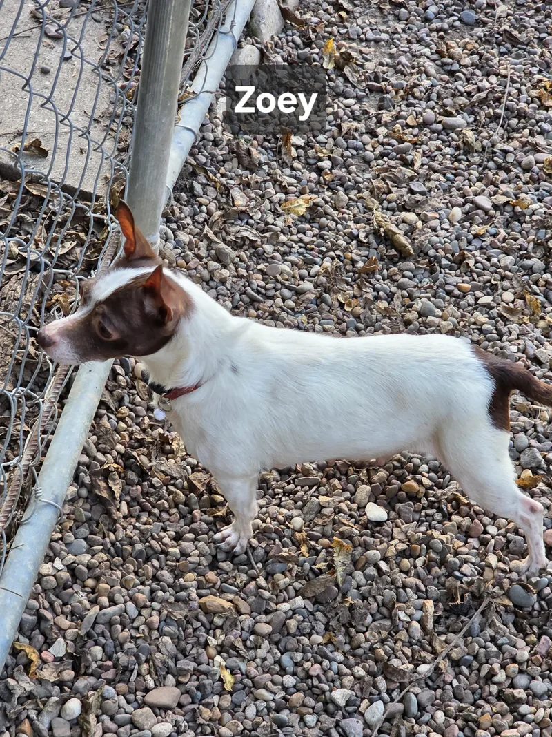 Zoey thumbnail 3